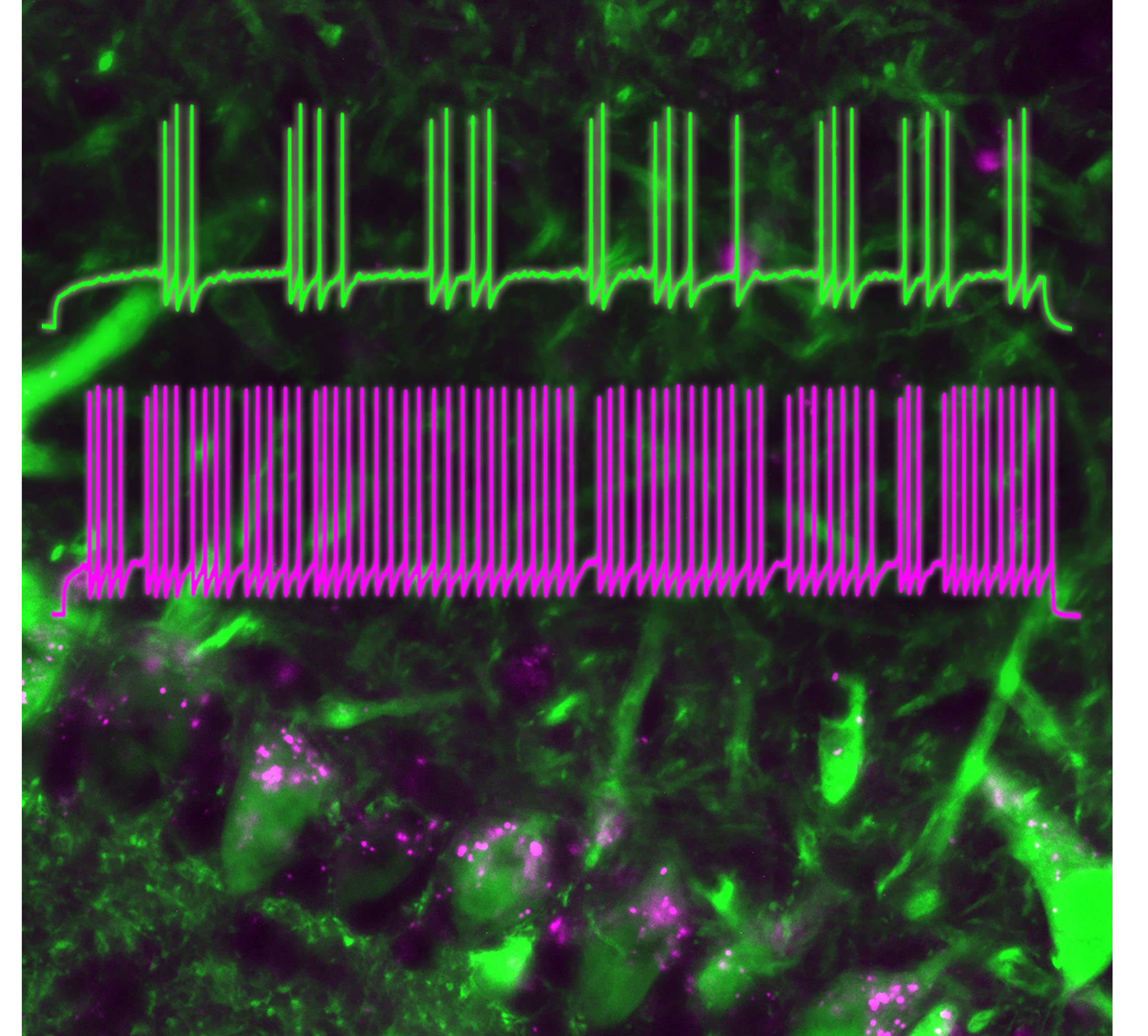 AP Firing with and without Exendin-4